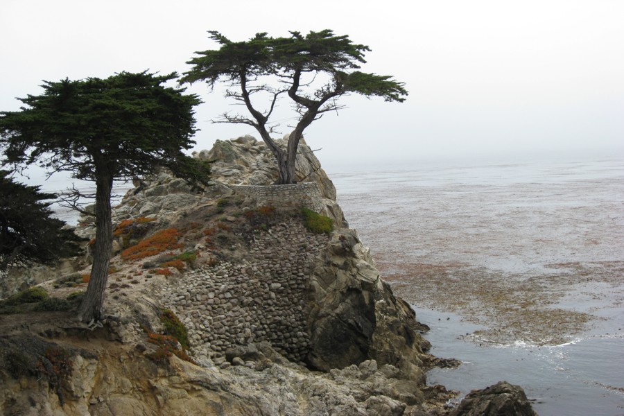 ../image/17 mile drive lone cypress 4.jpg